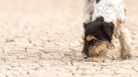 Strandbesuch mit schlimmen Folgen Ihr Vierbeiner musste fast sterben: Hundebesitzerin warnt vor Sandkolik